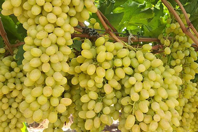 Grapes
